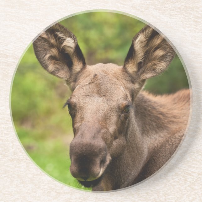 Nyfiken Moose Underlägg (Framsidan)