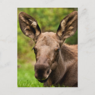 Nyfiken Moose Vykort