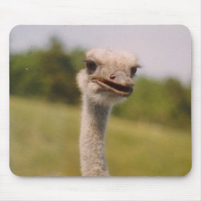 Nyfiken Ostrich Musmatta (Framsidan)
