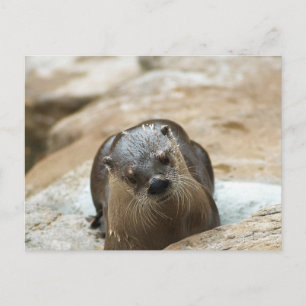 Nyfiken Otter Vykort