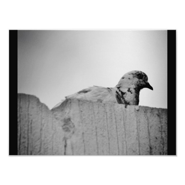Nyfiken Pigeon Fototryck (Framsidan)
