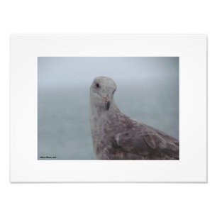 Nyfiken Pigeon-utskrift Fototryck