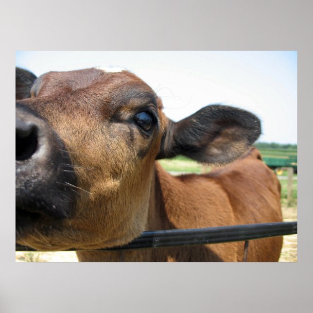 Nyfiken Poster (Framsidan)