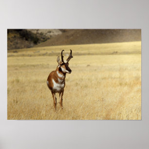 Nyfiken Pronghorn Antelope Skriv ut Poster