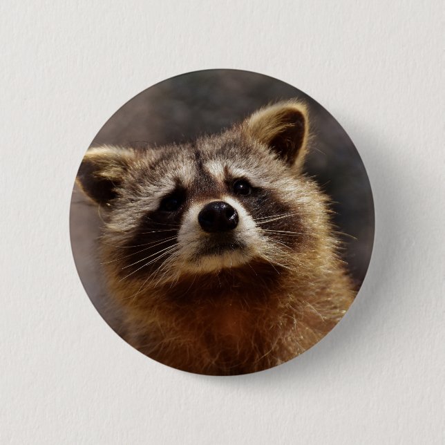 Nyfiken Raccoon Knapp (Framsida)