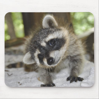 Nyfiken Raccoon - Mousepad Musmatta