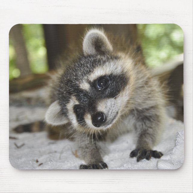 Nyfiken Raccoon - Mousepad Musmatta (Framsidan)