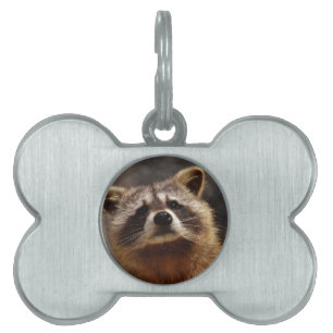 Nyfiken Raccoon Namnbricka Husdjur