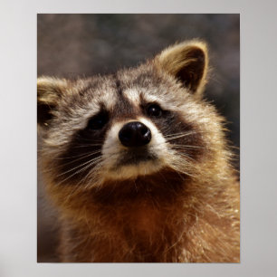 Nyfiken Raccoon Poster