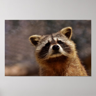 Nyfiken Raccoon Poster