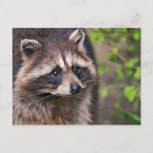 Nyfiken Raccoon Vykort