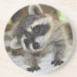 Nyfiken Raccoonkustfartyg Underlägg Sandsten