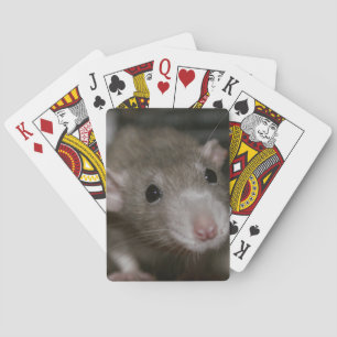 Nyfiken råtta casinokort