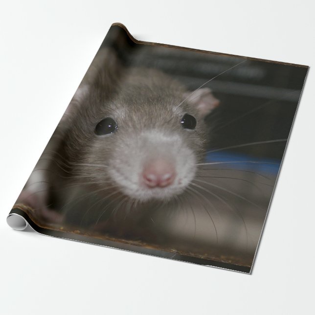 Nyfiken råtta presentpapper (Utrullad)