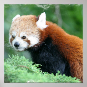 Nyfiken Red Panda Poster