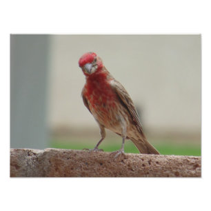 Nyfiken röd Finch Fototryck