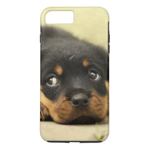 Nyfiken Rottweiler valphund