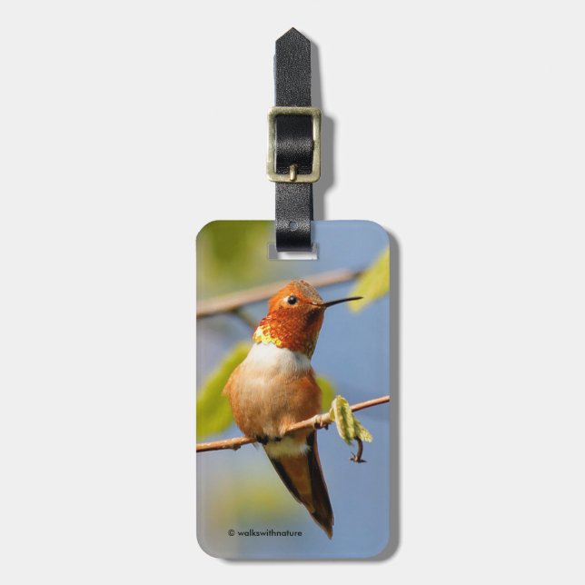 Nyfiken rufous Hummingbird Bagagebricka (Vertikal Framsida)