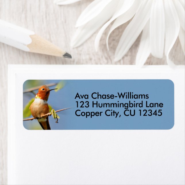 Nyfiken Rufous Hummingbird på en Twig Returadress Etikett (Insitu)
