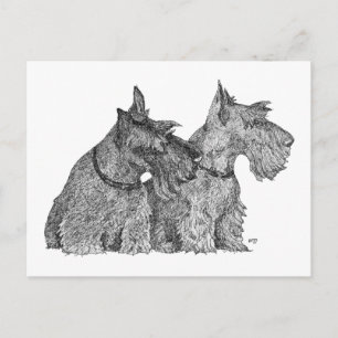 Nyfiken Scottish Terriers Penna & Bläck Skiss Vykort