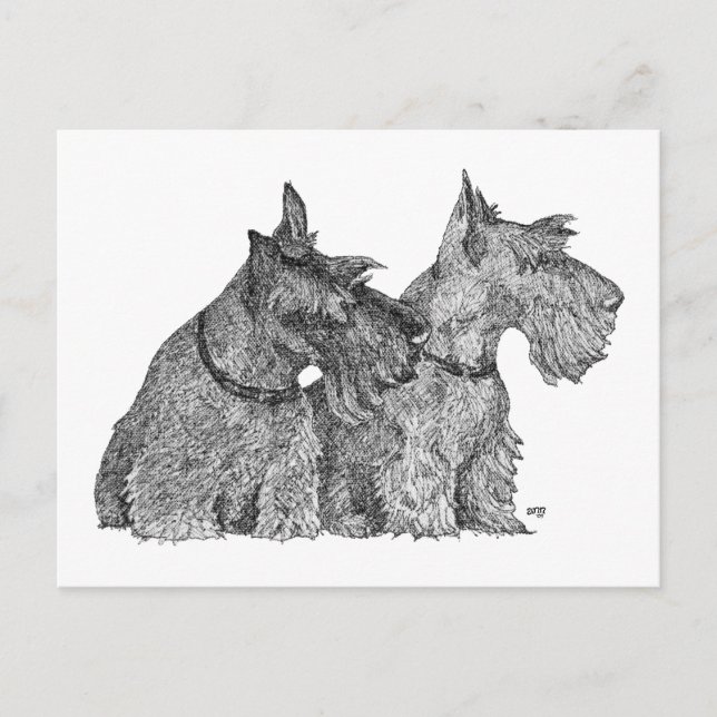 Nyfiken Scottish Terriers Penna & Bläck Skiss Vykort (Framsida)