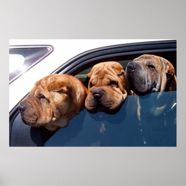Nyfiken Shar Pei Poster (Framsidan)