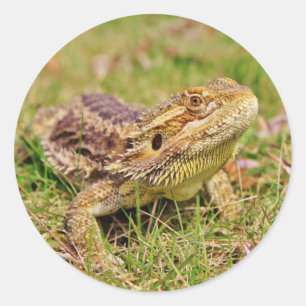 Nyfiken skäggig drake 2 runt klistermärke