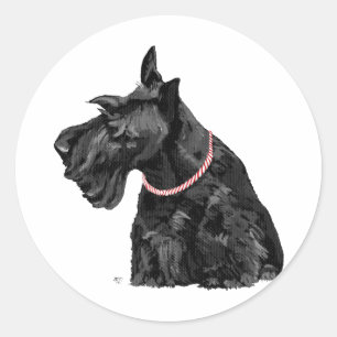 Nyfiken skotsk terrier runt klistermärke