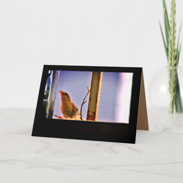 Nyfiken sökning kort (Framsida)