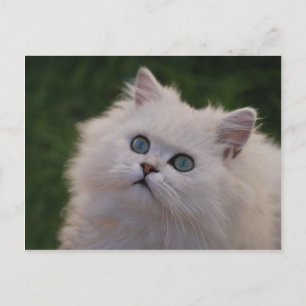 Nyfiken söt vit kattunge vykort