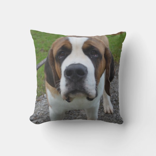 Nyfiken St Bernard Kudde (Framsida)