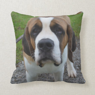 Nyfiken St Bernard Kudde