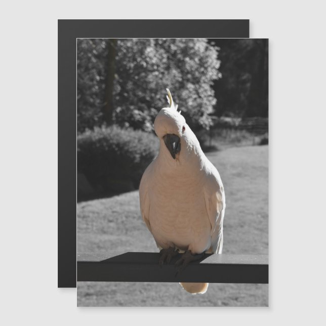 Nyfiken Sulphur-Crested Kakadua Magnetkort (Fram/baksida)