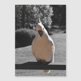 Nyfiken Sulphur-Crested Kakadua Magnetkort