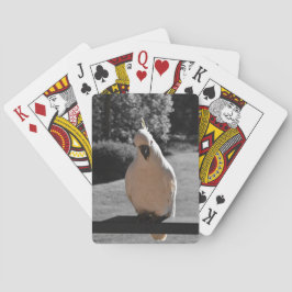 Nyfiken svaveltofsad kakadua casinokort