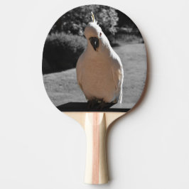 Nyfiken svaveltofsad kakadua pingisracket
