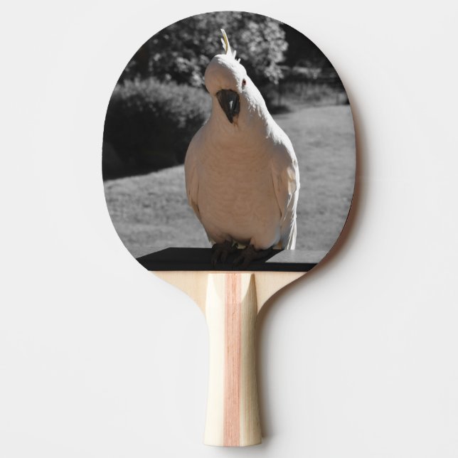 Nyfiken svaveltofsad kakadua pingisracket (Framsidan)
