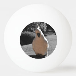 Nyfiken svaveltofskakadua pingisboll