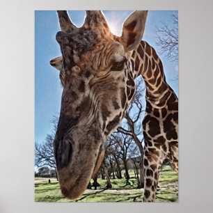 Nyfiken utskrift av fotografisk grafisk grafisk bi poster