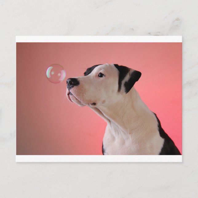 Nyfiken valp vykort (Framsida)