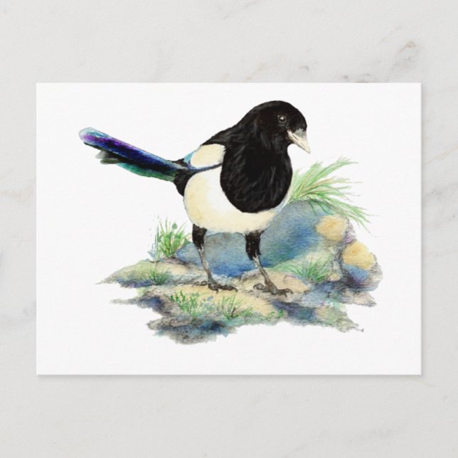 Nyfiken vattenfärg Magpie Bird Art Vykort (Framsida)