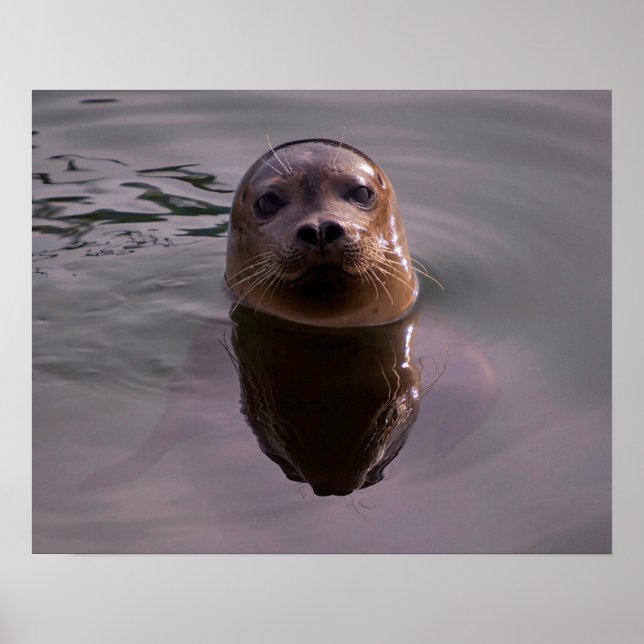Nyfiken vikaresäl Wildlife Photo Poster (Framsidan)