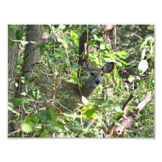 Nyfiken Whitetail Hjort Photo Fototryck (Framsidan)