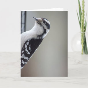 Nyfiken Woodpecker Kort