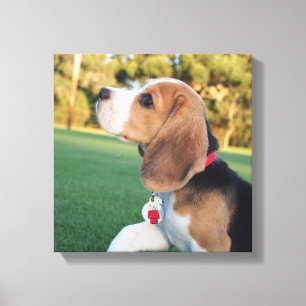 NyfikenBeaglekanfas Canvastryck