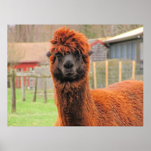 Nyfiket Alpaca~-tryck Poster