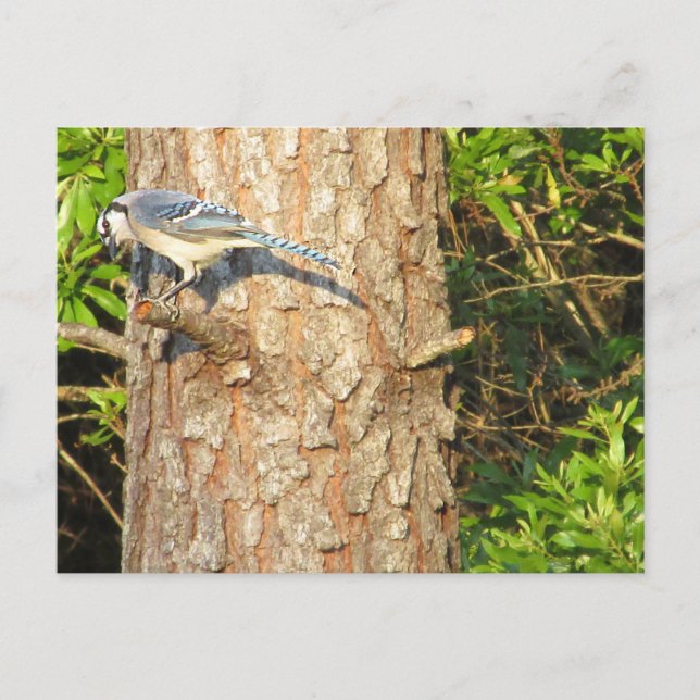 Nyfiket Blue Jay Postcard Vykort (Framsida)