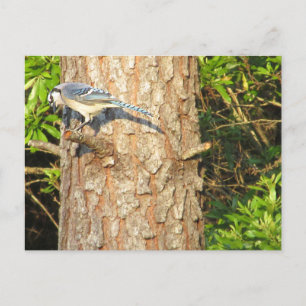 Nyfiket Blue Jay Postcard Vykort