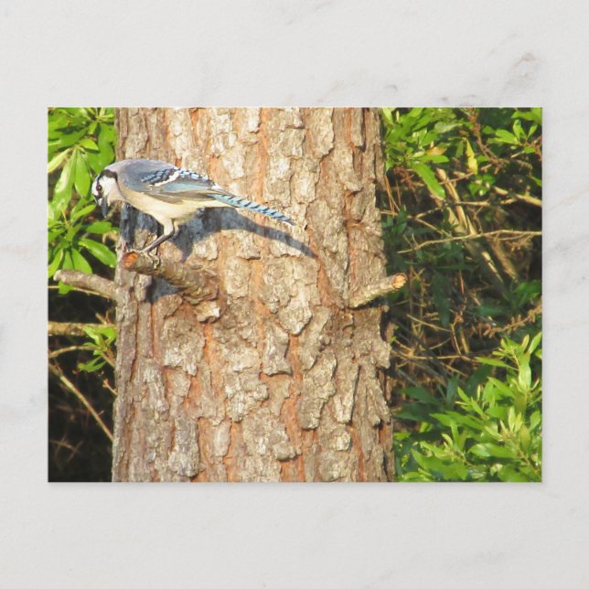 Nyfiket Blue Jay Postcard Vykort (Framsida)
