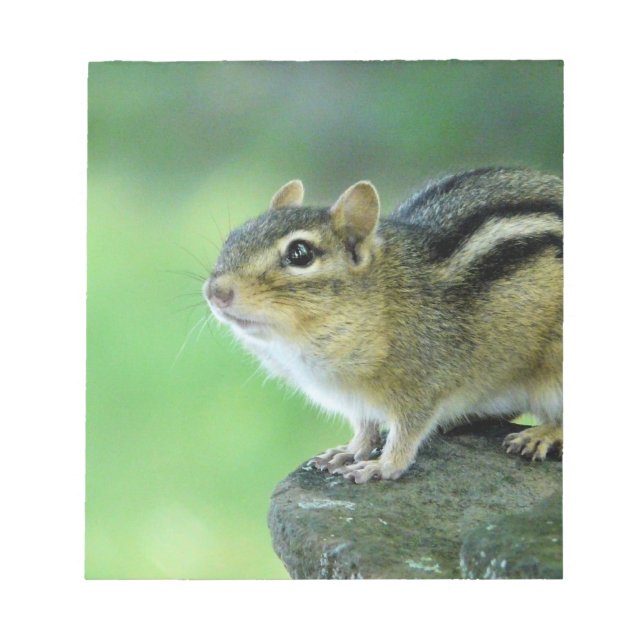 Nyfiket Chipmunk-Anteckningsblock Anteckningsblock (Framsida)